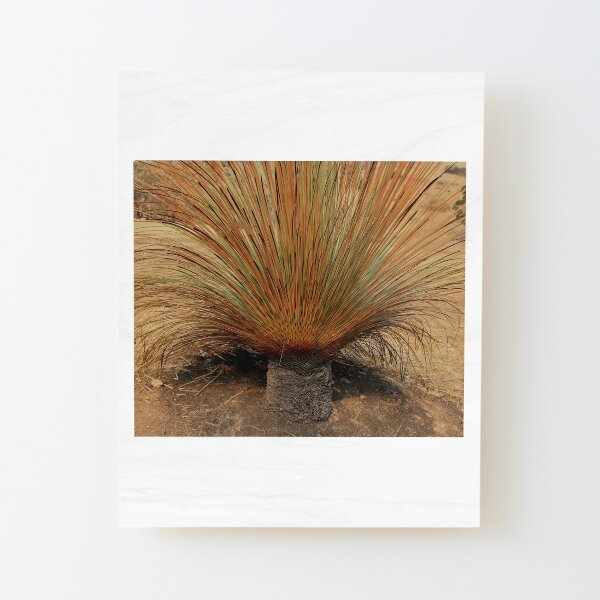After 2020 Kangaroo Island Fire - Yakka Explosion Wood Mounted Print