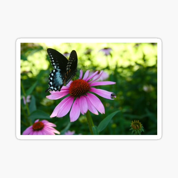 blue butterfly Sticker