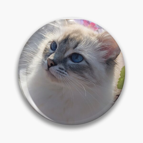 Item preview, Saoirse the lynx ragdoll designed and sold by Fluffycat2020.