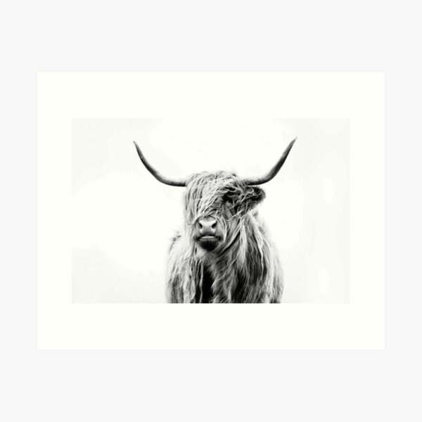 Portrait Of A Highland Cow Art Print