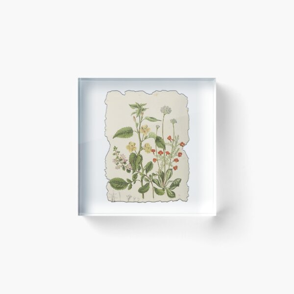 Item preview, Vintage Botanical Floral Flower Plant Art Drawing designed and sold by PodiShawna.
