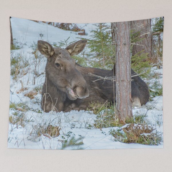 Item preview, Moose - Animal designed and sold by RolandWidin.