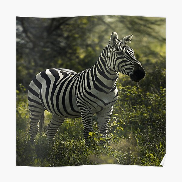 Poster Banksy Zebra Redbubble