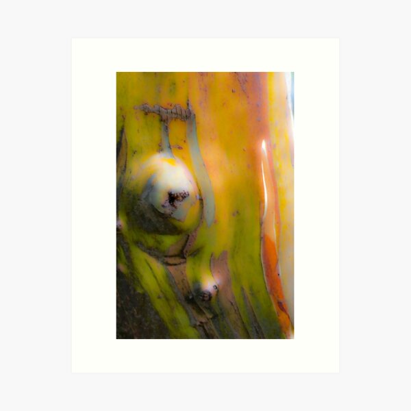 Item preview, snowgum textures designed and sold by Brett Thompson.