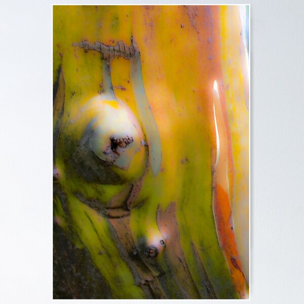 Item preview, snowgum textures designed and sold by Brett Thompson.