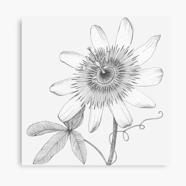 Lienzos: Passionfruit | Redbubble Lienzos: Passionfruit | Redbubble