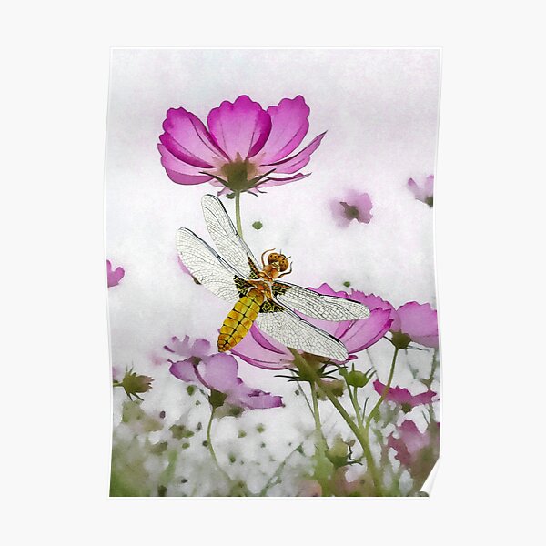 Broad bodied Chaser Dragonfly Insect on Cosmos Watercolor Painting Artwork Poster