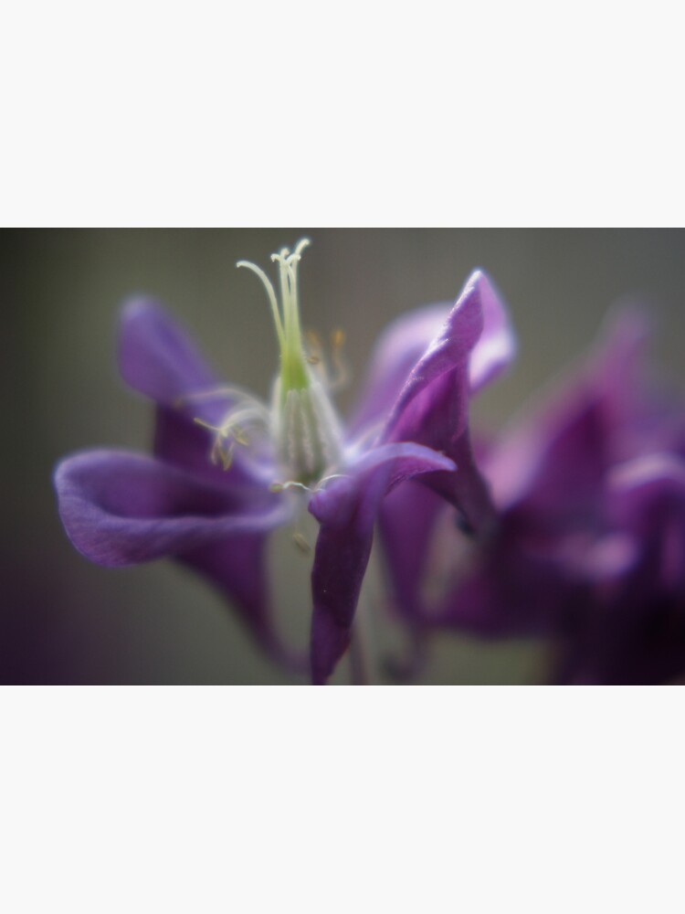 Summer meadow soft purple Aquilegia flower by hoxtonboy