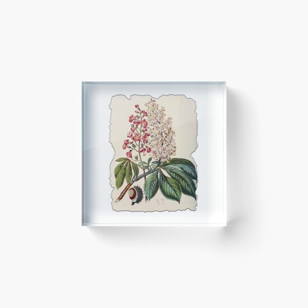 Item preview, Vintage Botanical Floral Flower Plant Art Drawing designed and sold by PodiShawna.