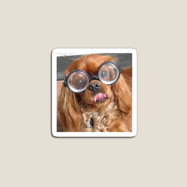 Item preview, Ruby Cavalier Wearing Coke Bottle Glasses designed and sold by grygiel5.