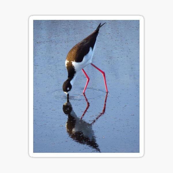 Black Necked Stilt Sticker