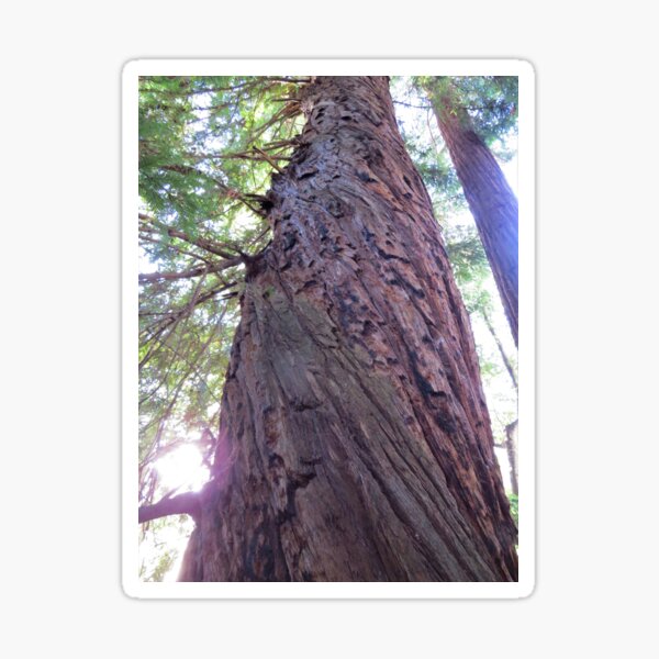 Redwood Grandfather Tree Sticker
