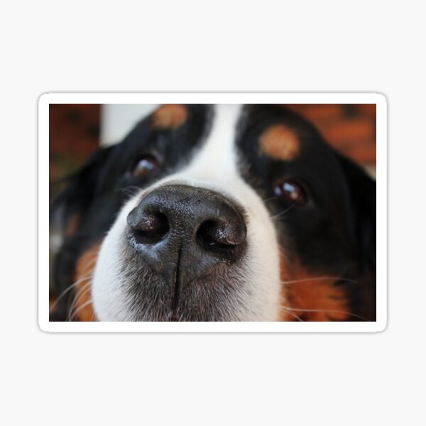 Item preview, Bernese Mountain Dog designed and sold by jadelen.