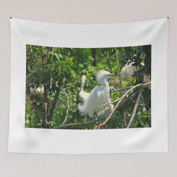 Item preview, Juvenile Great Egret  designed and sold by LisaWootenPhoto.