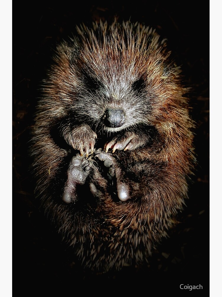Thumbnail 3 of 3, Poster, Hoglet designed and sold by Coigach.