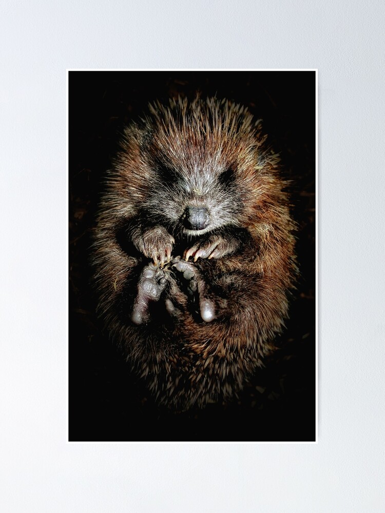 Thumbnail 1 of 3, Poster, Hoglet designed and sold by Coigach.