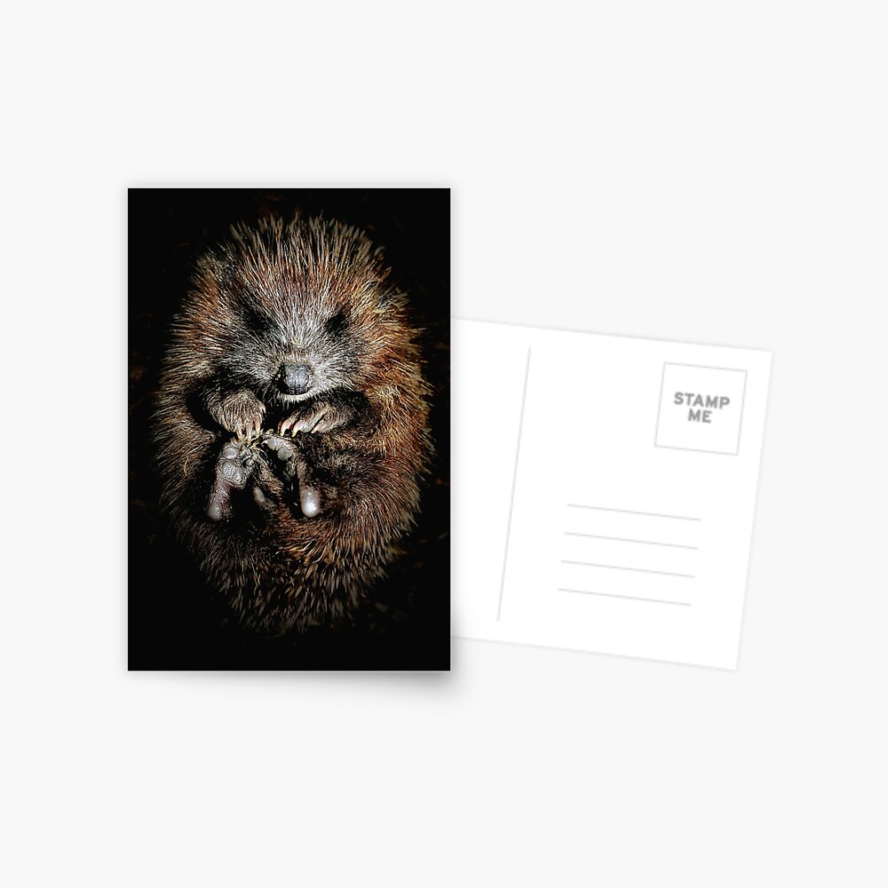 Item preview, Postcard designed and sold by Coigach.