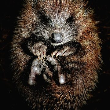 Artwork thumbnail, Hoglet by Coigach