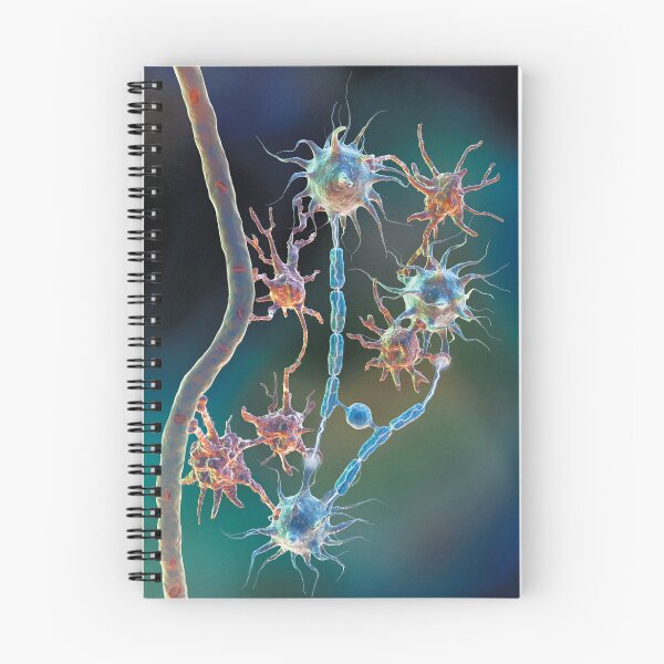 Item preview, Glia and Neurons with the Spinal Cord designed and sold by ScienceSource.