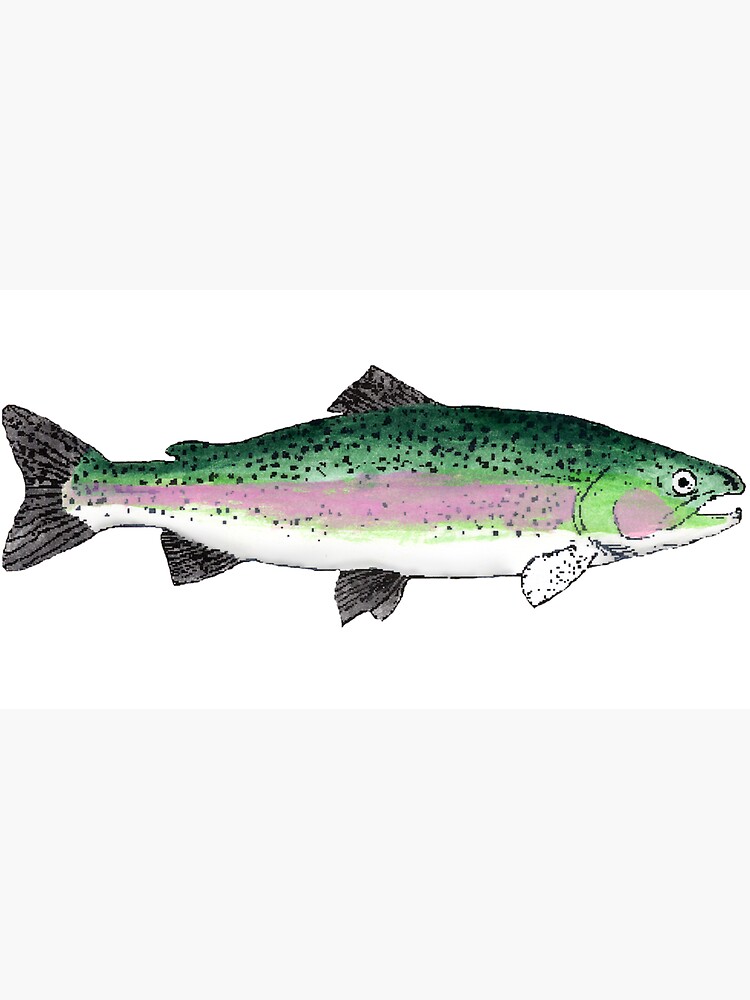Rainbow Trout by fishfolkart