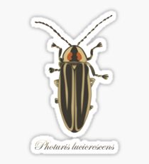 Firefly - Photuris lucicrescens Sticker