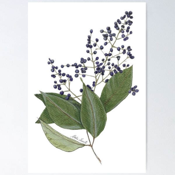 Artikel-Vorschau von Illustration Wilde Beeren - Ligustrum lucidum in Aquarell, designt und verkauft von Malu-Iriarte.
