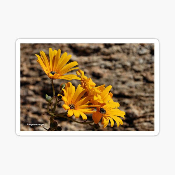 Arctotis cuprea – ASTERACEAE – Gousblom Sticker