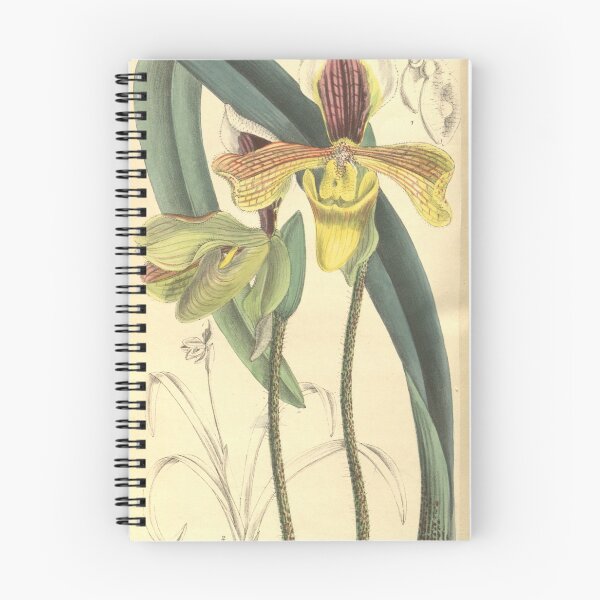 Item preview, Paphiopedilum villosum var. annamense Curtis' 133 (Ser. 4 no. 3) pl. 8126 (1907) designed and sold by EsotericBotanic.