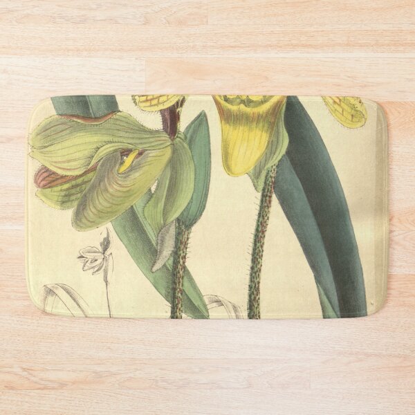 Item preview, Paphiopedilum villosum var. annamense Curtis' 133 (Ser. 4 no. 3) pl. 8126 (1907) designed and sold by EsotericBotanic.