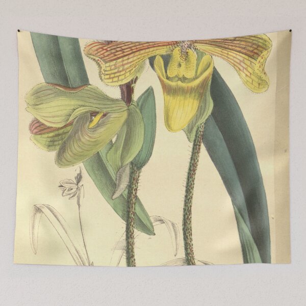 Item preview, Paphiopedilum villosum var. annamense Curtis' 133 (Ser. 4 no. 3) pl. 8126 (1907) designed and sold by EsotericBotanic.