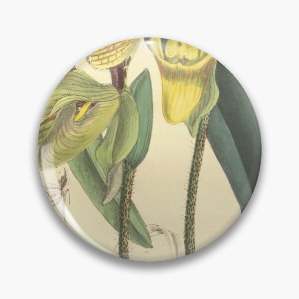 Item preview, Paphiopedilum villosum var. annamense Curtis' 133 (Ser. 4 no. 3) pl. 8126 (1907) designed and sold by EsotericBotanic.