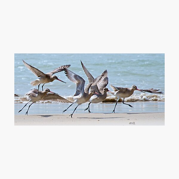 Item preview, SHOREBIRD ~ Bar-tailed Godwit HZvxDhFC by David Irwin designed and sold by tasmanianartist.