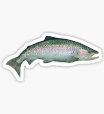 Rainbow Trout Sticker