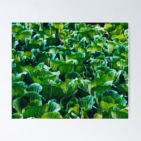 Item preview, Cabbage Plants designed and sold by kasthu.