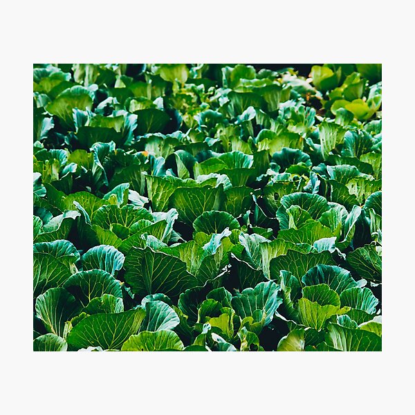Item preview, Cabbage Plants designed and sold by kasthu.