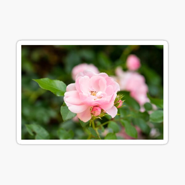 Pink Rose Sticker