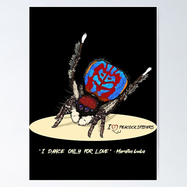 Item preview, Peacock spider - Maratus bubo  designed and sold by RojanVisorf.