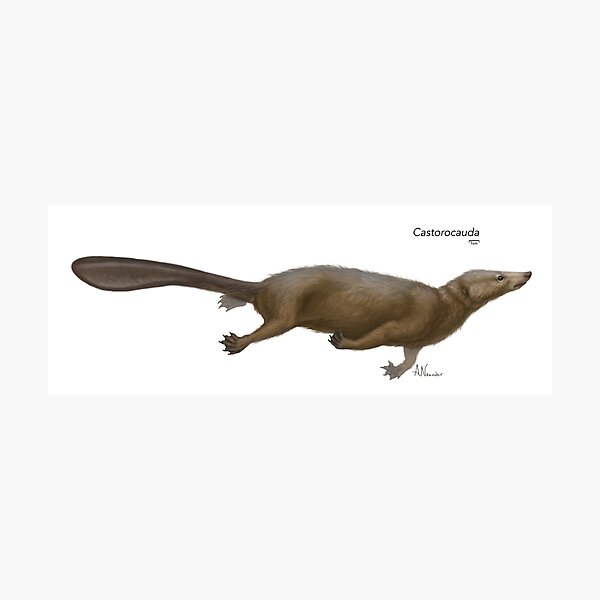 Castorocauda Photographic Print