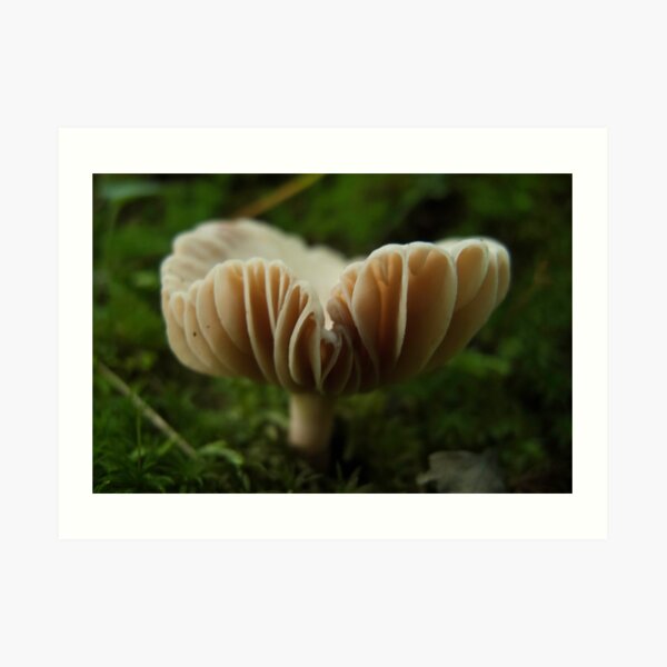 Underfoot Art Print