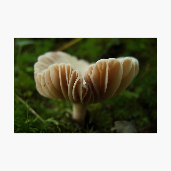 Underfoot Photographic Print