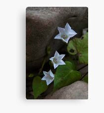 Three Stars Canvas Print