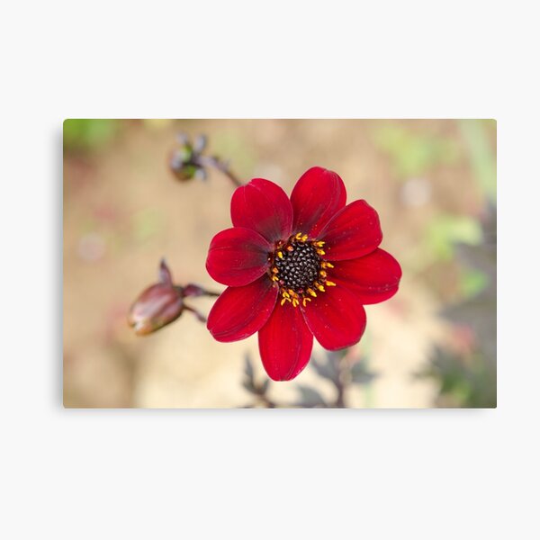 Ruby Red Dahlia Canvas Print