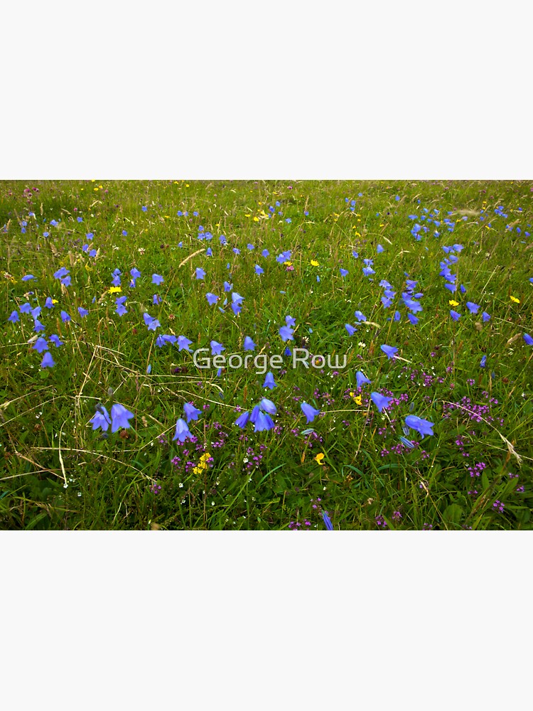 A sea of Harebells, Rossbeg, Co Donegal by VeryIreland