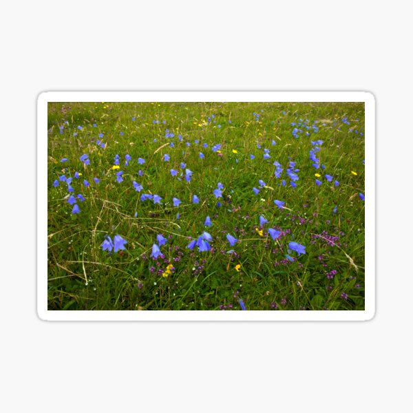 A sea of Harebells, Rossbeg, Co Donegal Sticker