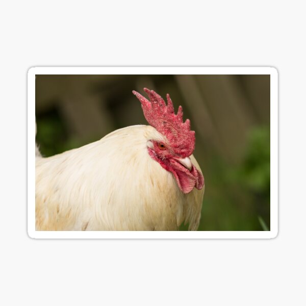 Rooster Sticker