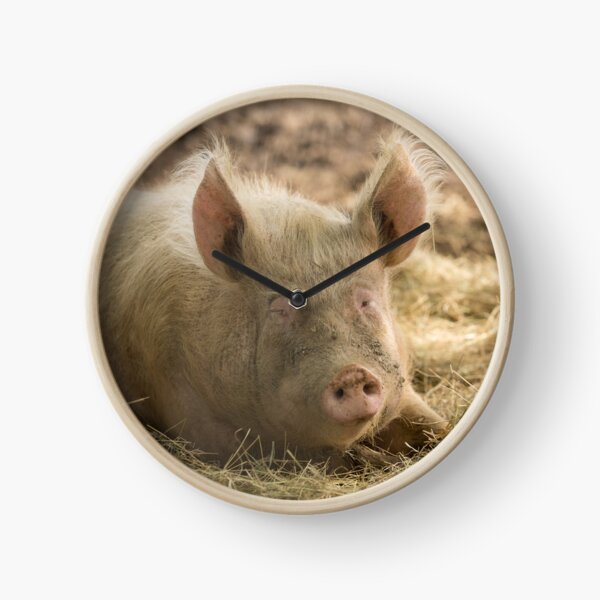 Pig Clock