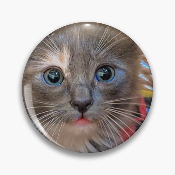 Item preview, Ragdoll mainecoon kitten designed and sold by Fluffycat2020.