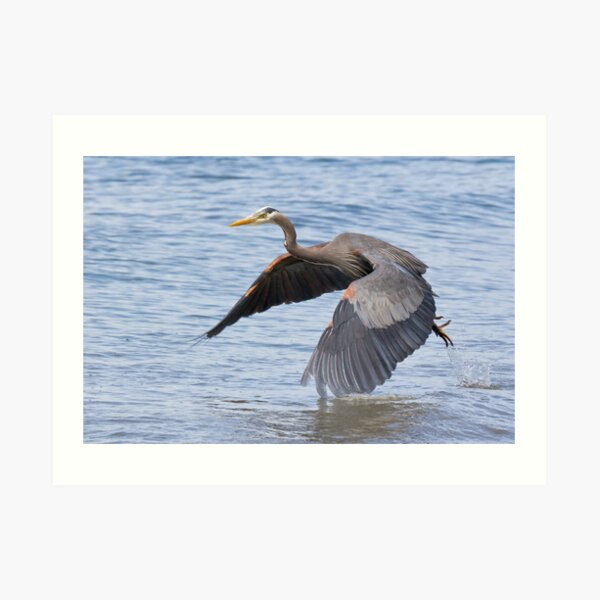 Great Blue Heron Launch Art Print