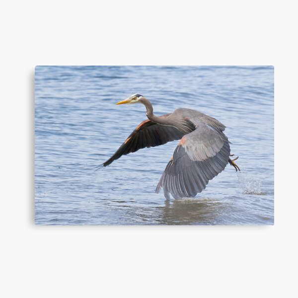 Great Blue Heron Launch Metal Print