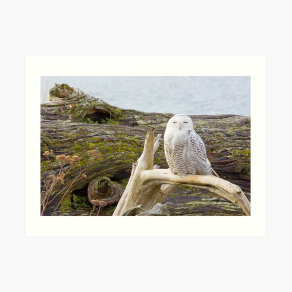 Snowy Owl Squint Art Print